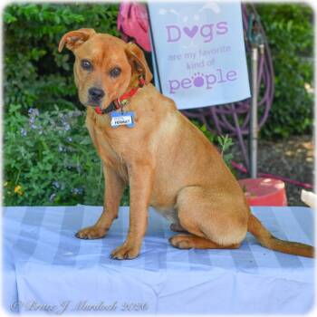 Hound Dogs Available for Adoption in Wake Forest, North Carolina - Fermat | PetCurious