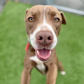 Hound Dogs Available for Adoption in Cranston, Rhode Island - GIOVANNA | PetCurious