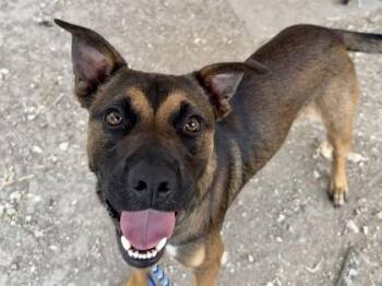 Gizmo -  Mixed Breed Dog for Adoption in Georgetown, Texas - Gizmo | PetCurious