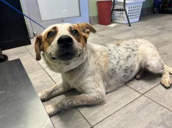 Rescue Australian Cattle Dog Blue Heeler and Mixed Breed Dogs for Adoption in Grand Prairie, Texas - PINECONE | PetCurious