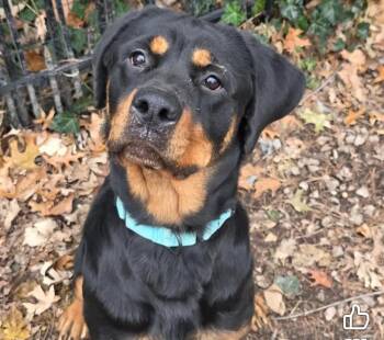 Rottweiler Dogs Available for Adoption - Gillian | PetCurious