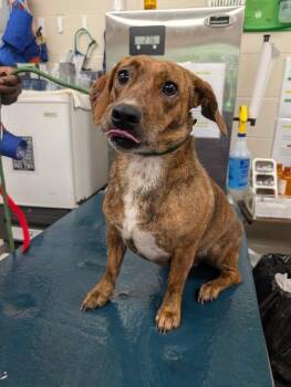 Cannoli -  Mixed Breed Dog for Adoption in Mobile, Alabama - Cannoli | PetCurious
