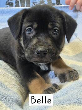 Belle -  Dutch Shepherd Dog for Adoption in Walthill, Nebraska - Belle | PetCurious