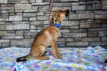 Chomper -  German Shepherd Dog and Mixed Breed Dog for Adoption in Yakima, Washington - Chomper | PetCurious