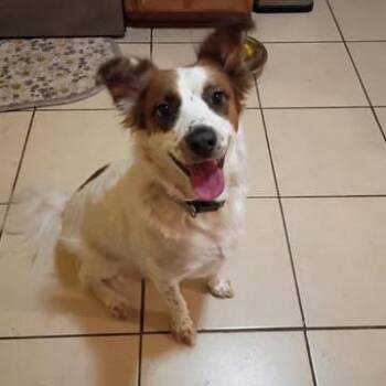 Penny -  Australian Shepherd Dog for Adoption in Dover, Arkansas - Penny | PetCurious