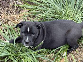 Labrador Retriever and American Staffordshire Terrier Dogs Available for Adoption - Rex | PetCurious