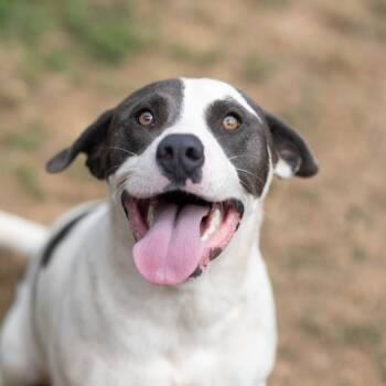 Oreo -  Border Collie and Labrador Retriever Dog for Adoption - Oreo | PetCurious