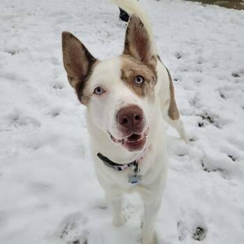 Catahoula Leopard Dog and Husky Dogs Available for Adoption in Middlebury, Connecticut - Brooklyn | PetCurious
