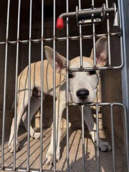 A479432 -  German Shepherd Dog and Labrador Retriever Dog for Adoption in Oklahoma City, Oklahoma - A479432 | PetCurious