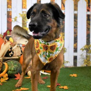 Coco -  Mixed Breed Dog for Adoption in Yuma, Arizona - Coco | PetCurious