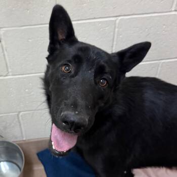 Salem -  German Shepherd Dog and Mixed Breed Dog for Adoption in Reno, Nevada - Salem | PetCurious