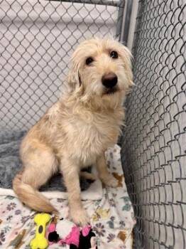 Labradoodle Dogs Available for Adoption - Pippin  | PetCurious