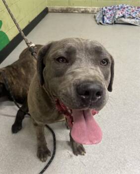 Cane Corso Dogs Available for Adoption in Indianapolis, Indiana - BELLA | PetCurious
