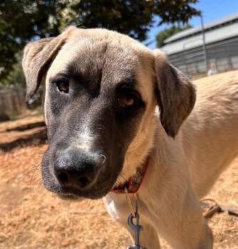 ROSE -  Anatolian Shepherd Dog for Adoption in Sacramento, California - ROSE | PetCurious