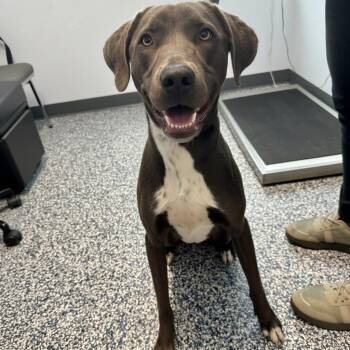 Weimaraner Dogs Available for Adoption in Magnolia, Texas - Oz | PetCurious