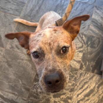 Copper -  Cattle Dog and Terrier Dog for Adoption in Clearwater, Florida - Copper | PetCurious