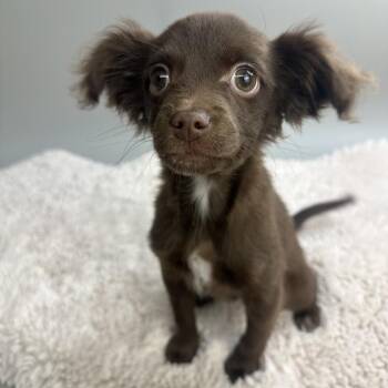 Chip -  Chihuahua Dog for Adoption in San Antonio, Texas - Chip | PetCurious