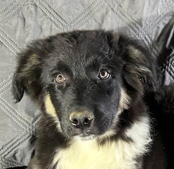 Australian Shepherd and Great Pyrenees Dogs Available for Adoption - Killian  | PetCurious