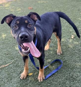 Blaze -  Shepherd Dog for Adoption in Tulare, California - Blaze | PetCurious