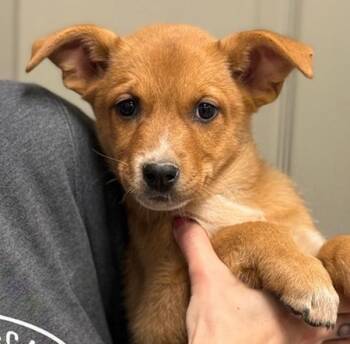 Catahoula Leopard Dog and Australian Cattle Dog Blue Heeler Dogs Available for Adoption - Fran From Finance | PetCurious