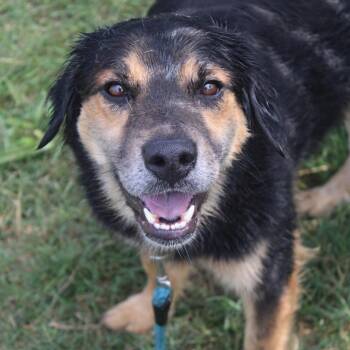 Linus -  Labrador Retriever and Shepherd Dog for Adoption in Hattiesburg, Mississippi - Linus | PetCurious