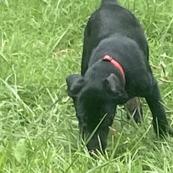 Daisy -  Doberman Pinscher and Mixed Breed Dog for Adoption in Columbia, Missouri - Daisy | PetCurious