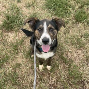 Collie Dogs Available for Adoption - Newt | PetCurious