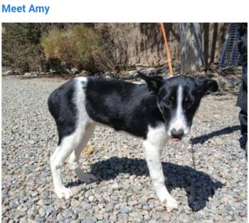 Amy -  Border Collie Dog for Adoption in Salt Lake City, Utah - Amy | PetCurious