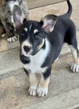Shepherd Dogs Available for Adoption in Salt Lake City, Utah - Ned Nickerson | PetCurious
