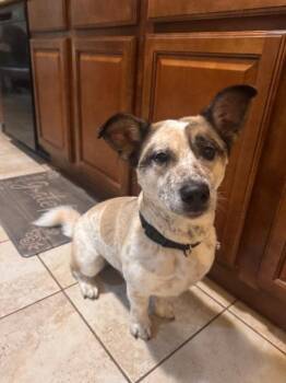 Snoopy -  Corgi Dog for Adoption in Fayetteville, Arkansas - Snoopy | PetCurious