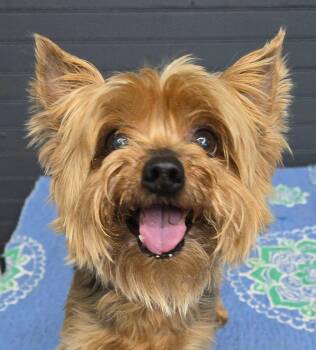 Shirley -  Yorkshire Terrier Dog for Adoption in Newport, Tennessee - Shirley | PetCurious