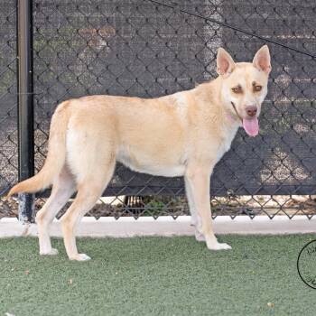 Sassy -  Shepherd Dog for Adoption in Abilene, Texas - Sassy | PetCurious