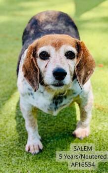Salem -  Beagle Dog for Adoption - Salem | PetCurious