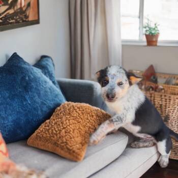 Australian Cattle Dog Blue Heeler Dogs Available for Adoption in Phoenix, Arizona - Isaac | PetCurious