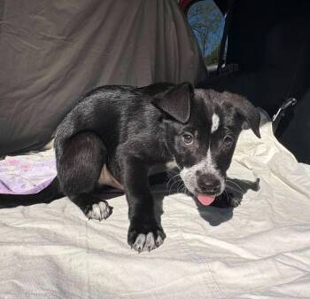 Collie Dogs Available for Adoption - Marvin | PetCurious