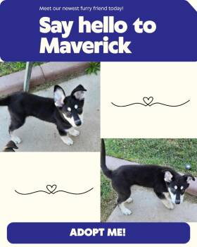 Rescue Husky and Border Collie Dogs for Adoption in Mesa, Arizona - Maverick | PetCurious