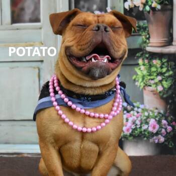 Potato -  English Bulldog and Mixed Breed Dog for Adoption in Yuma, Arizona - Potato | PetCurious