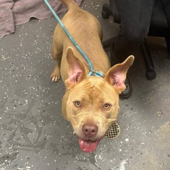 Felicia -  Mixed Breed Dog for Adoption in Columbiana, Alabama - Felicia | PetCurious
