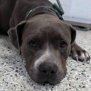 Rockstar -  American Staffordshire Terrier and Mixed Breed Dog for Adoption in Hattiesburg, Mississippi - Rockstar | PetCurious
