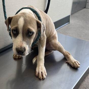 107816 -  Mixed Breed Dog for Adoption in Las Cruces, New Mexico - 107816 | PetCurious