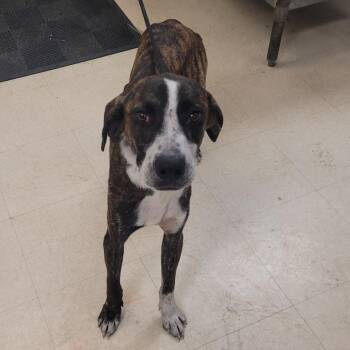 SCFL-Stray-67078 -  Mixed Breed Dog for Adoption in Lake Panasoffkee, Florida - SCFL-Stray-67078 | PetCurious