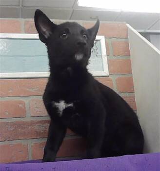 A2092647 -  Australian Cattle Dog Blue Heeler and Mixed Breed Dog for Adoption in Houston, Texas - A2092647 | PetCurious