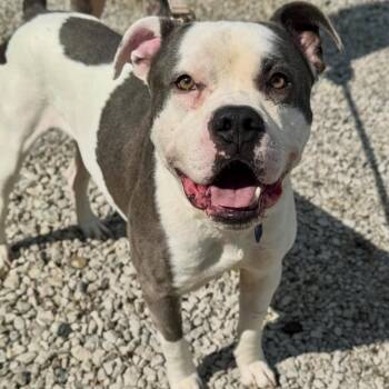 American Staffordshire Terrier and American Bulldog Dogs Available for Adoption in Detroit, Michigan - Kronk | PetCurious
