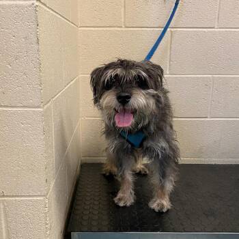 Mixed Breed Dogs Available for Adoption in Memphis, Tennessee - Meco | PetCurious