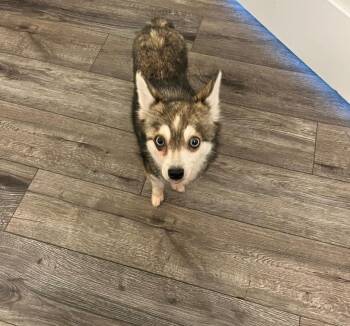 Nate -  Pomeranian and Husky Dog for Adoption in Valparaiso, Indiana - Nate | PetCurious