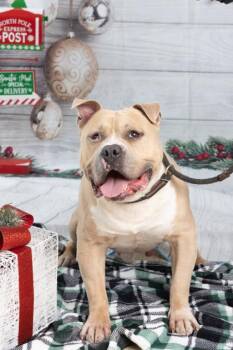 Rescue American Bully Dogs for Adoption in Philadelphia, Pennsylvania - Zizi | PetCurious
