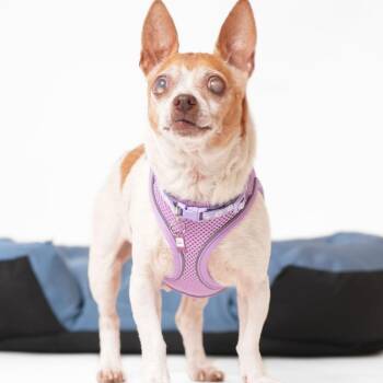 Chihuahua and Rat Terrier Dogs Available for Adoption in San Francisco, California - Pauline 13852 | PetCurious