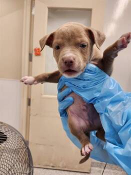 COOPER -  American Staffordshire Terrier Dog for Adoption in San Antonio, Texas - COOPER | PetCurious
