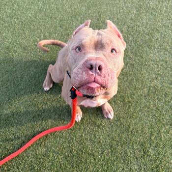 Bozo -  Mixed Breed Dog for Adoption in Philadelphia, Pennsylvania - Bozo | PetCurious