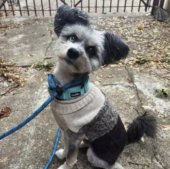 Rescue Shih Tzu Dogs for Adoption in Philadelphia, Pennsylvania - Nino | PetCurious